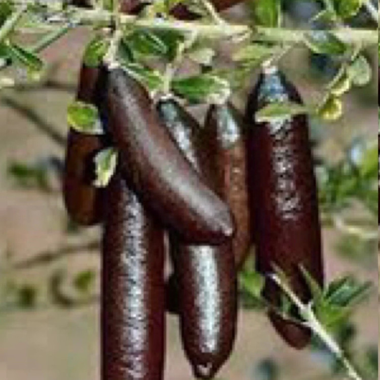 نهال لیمو خاویاری سیاه