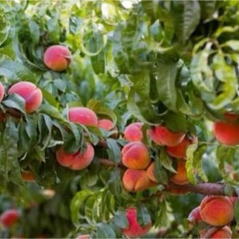 نهال شلیل مغان