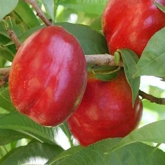 نهال شلیل مغان