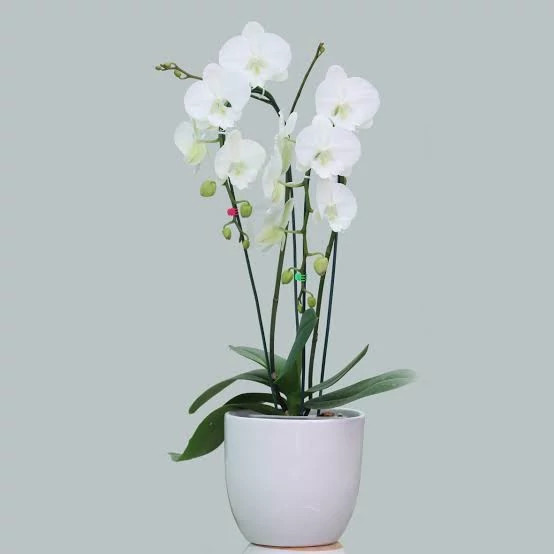 گل ارکیده تک شاخه
