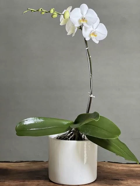 گل ارکیده تک شاخه