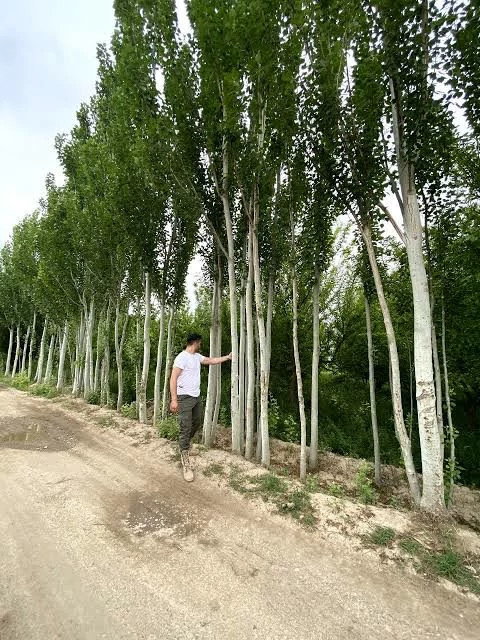 نهال صنوبر کبوده دسته بیلی