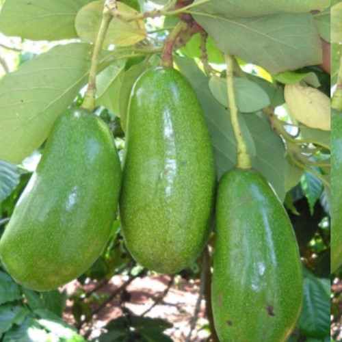 نهال آووکادو