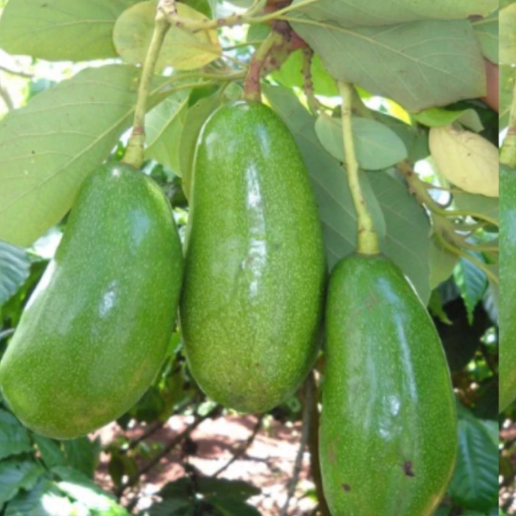 نهال آووکادو