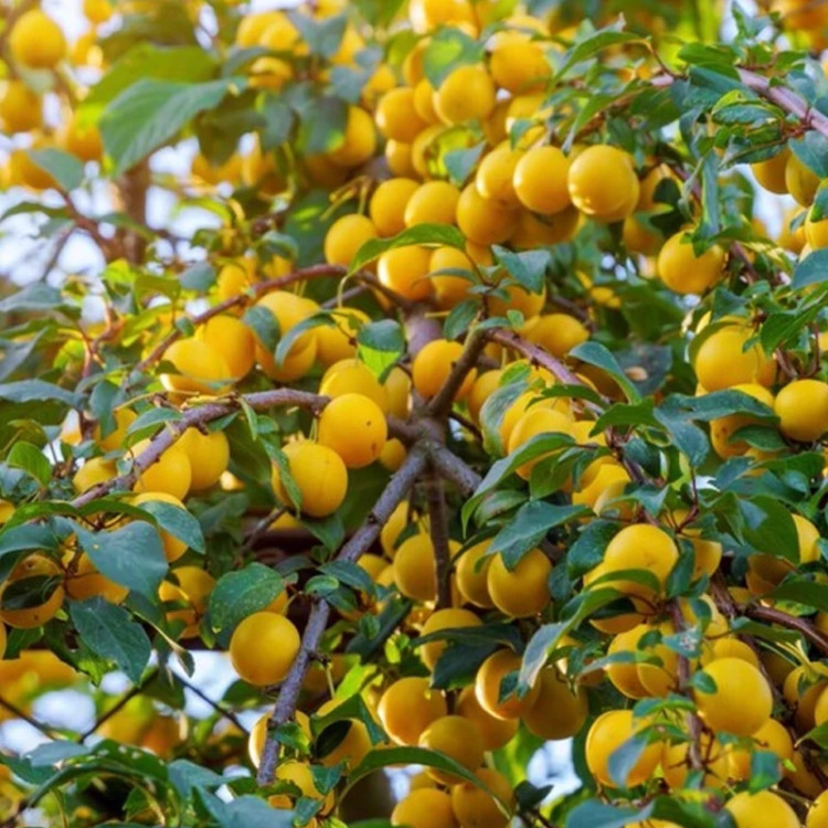 نهال آلو گلدن