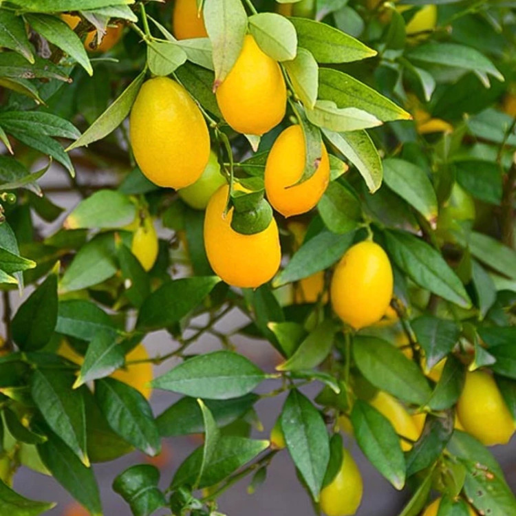 نهال لایم کوات پاکوتاه