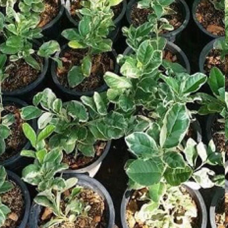 نهال لیمو ترش خونی ابلق