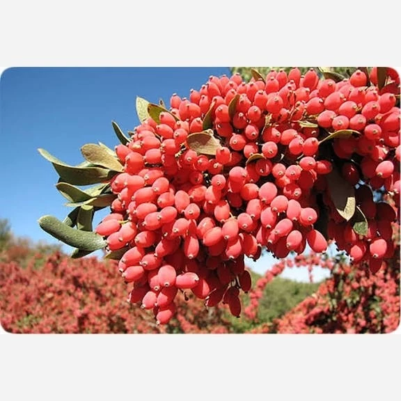 نهال زرشک