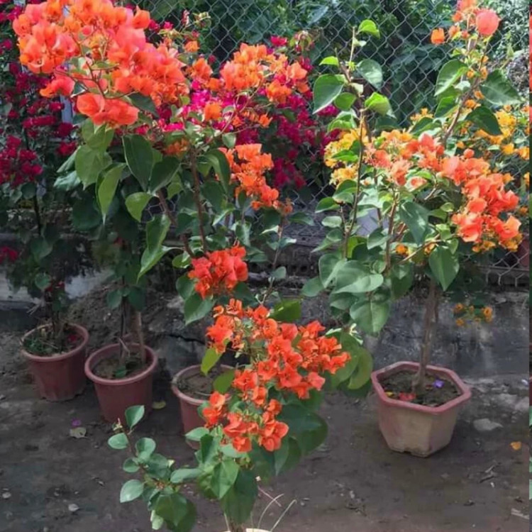 نهال گل کاغذی نارنجی