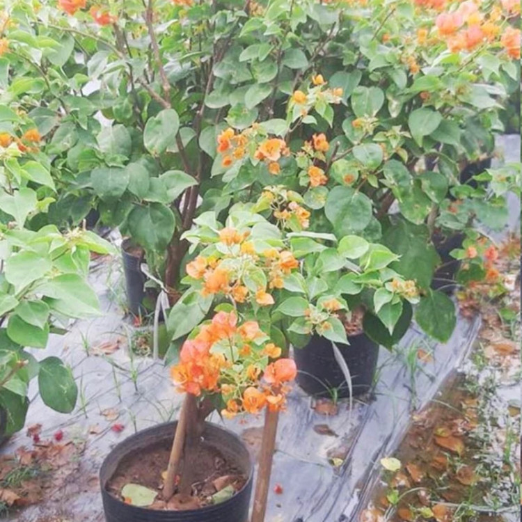 نهال گل کاغذی نارنجی