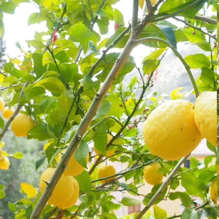 نهال لیمو ترس سنگی