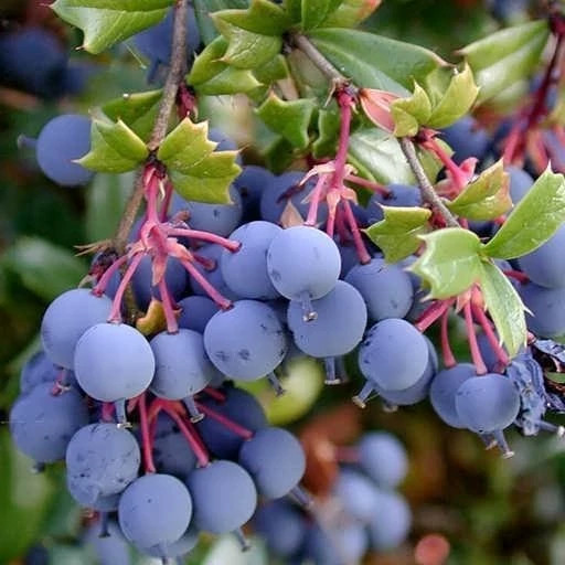 نهال زرشک سیاه آذرنهال سیاه