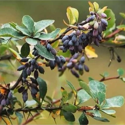 نهال زرشک سیاه آذرنهال سیاه