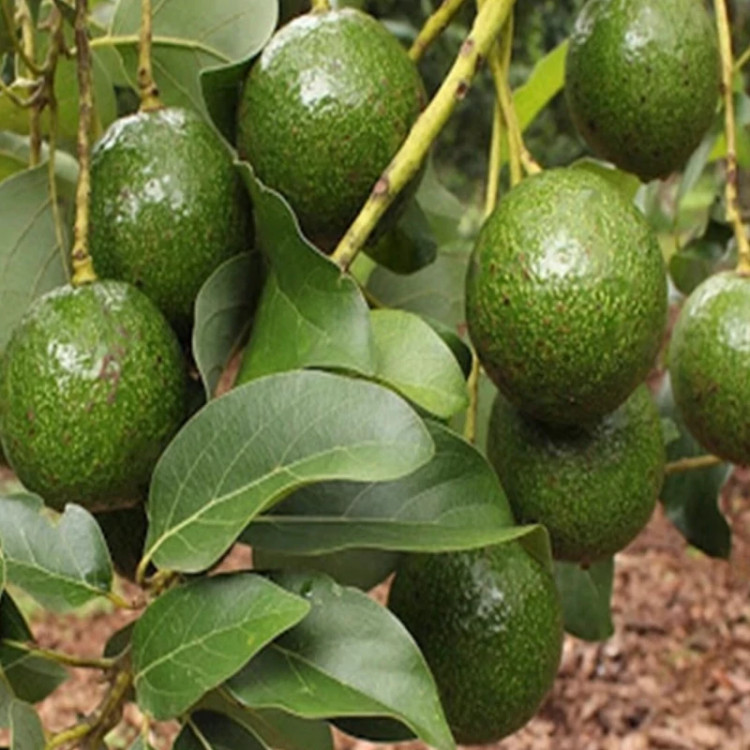 نهال آووکادو بیکن پیوندی