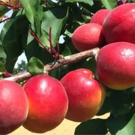 نهال زردالو قرمز تبرزه