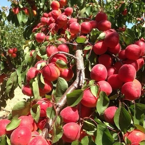 نهال زردالو قرمز تبرزه