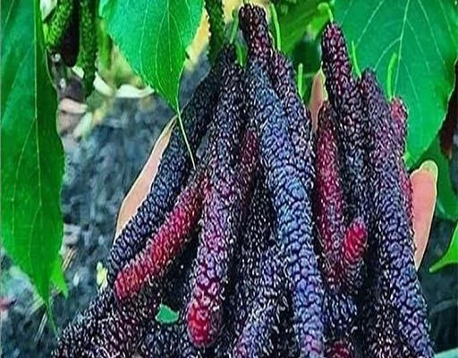نهال توت سیاه بلند