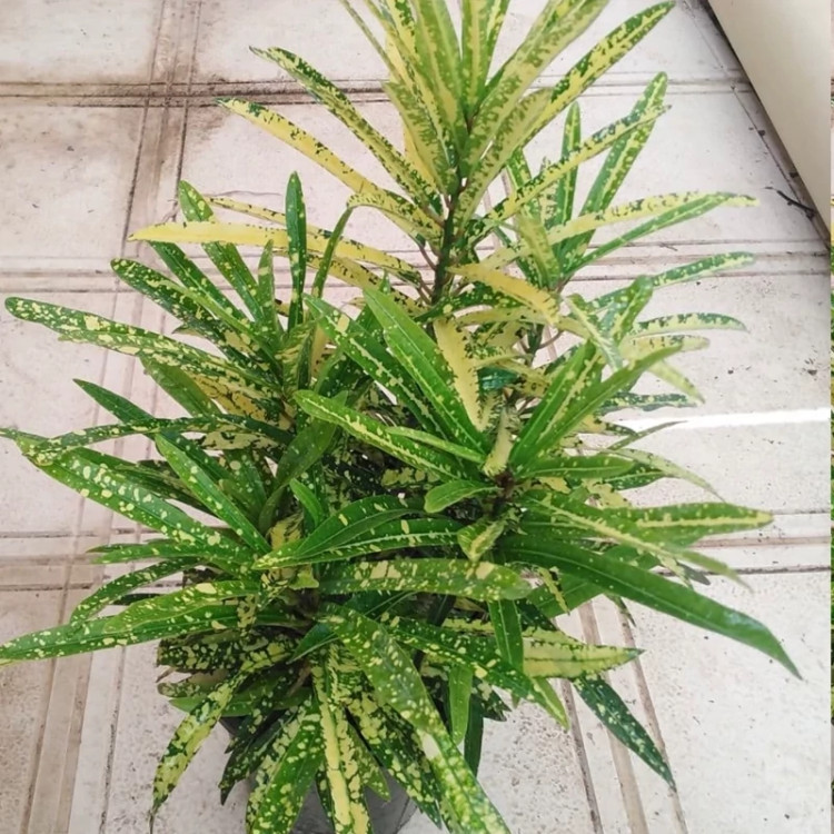 نهال اکوبا کروتن