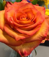 Plump orange rose seedlings