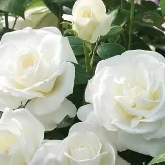 رز محمدی سفید خاص