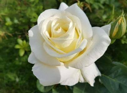 White Jam Mohammadi Rose Seedling