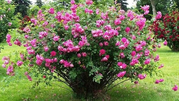نهال گل محمدی تیره خاص
