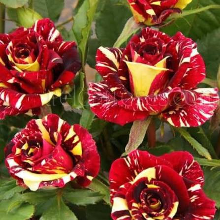 خرید نهال رز مقاوم