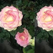 خرید نهال رز خاص