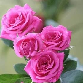 گل رز زیبا