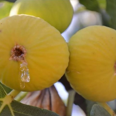 Honey yellow fig seedlings