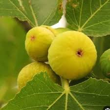 انجیر زرد عسلی کمیاب