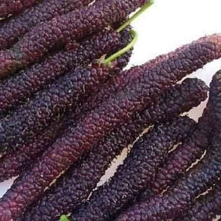 Black banana berry seedlings
