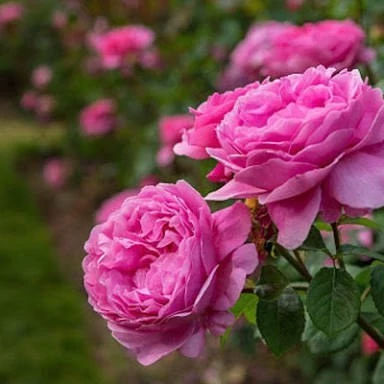 Thornless rose seedlings