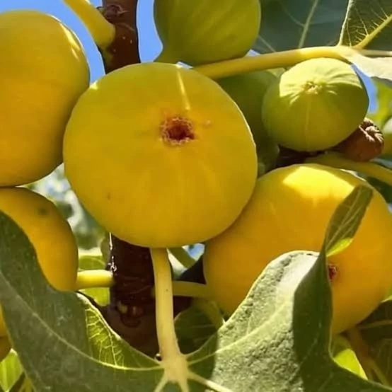 انجیر زرد رنگ زیبا