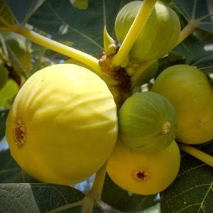 نهال شاه انجیر کمیاب