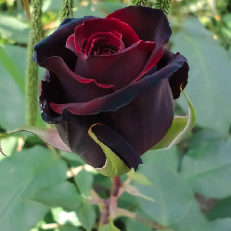 Black Dutch rose seedlings