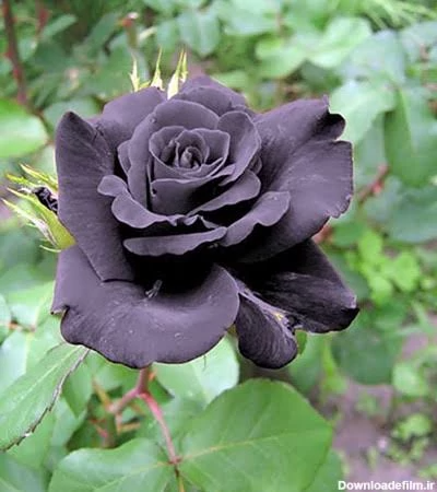 گل رز هلندی خاص
