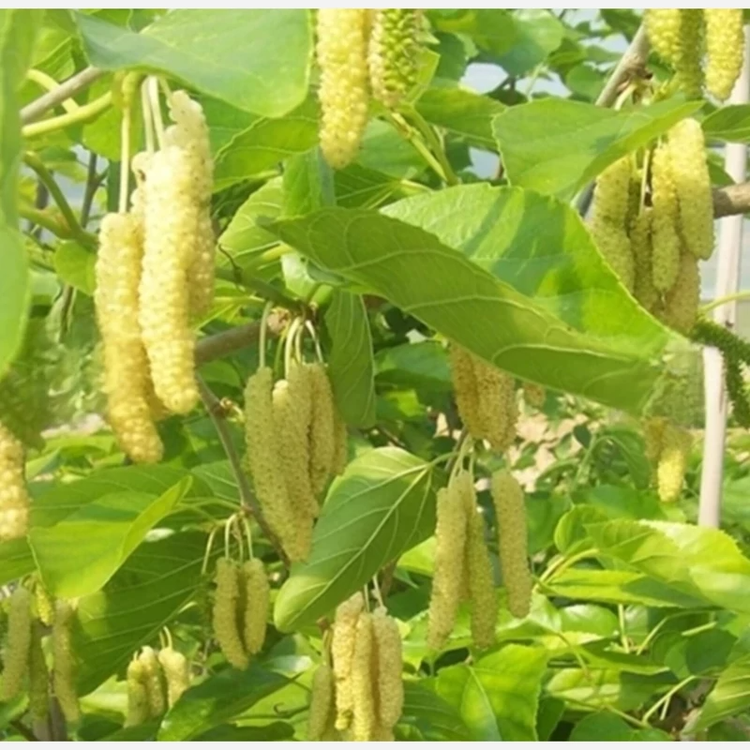 توت سفید زیبا