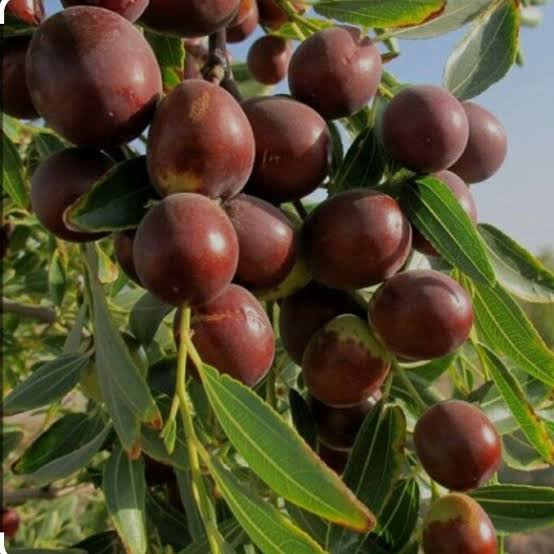 Ukrainian jujube seedlings
