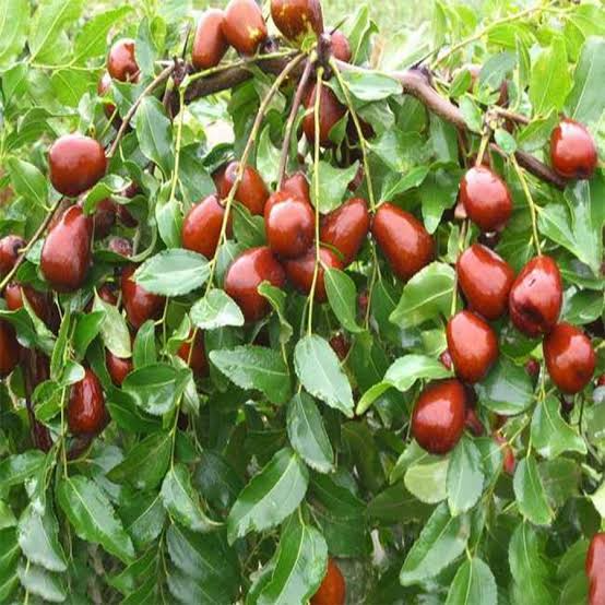 عناب اوکراینی کمیاب
