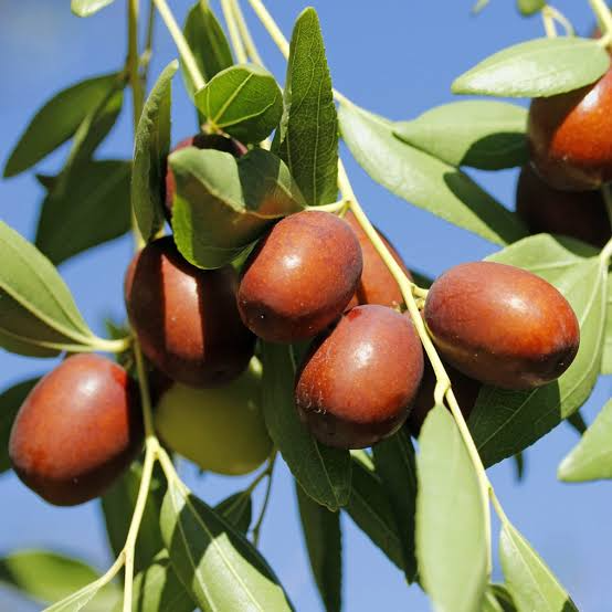 خرید نهال عناب اوکراینی خاص