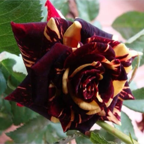 Red and white bicolor rose seedlings