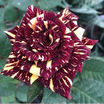 خرید رز دو رنگ قرمز سفید