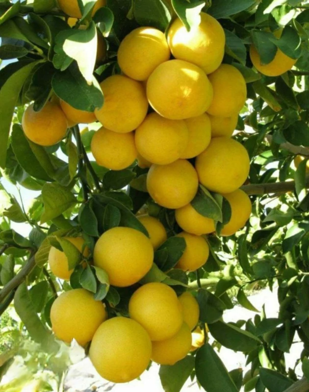 Mexican lime seedlings