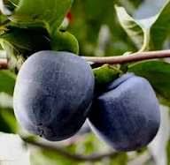 خرید نهال خرمالو سیاه کمیاب