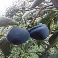 Black persimmon seedlings