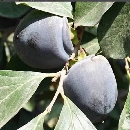 خرمالو سیاه خاص