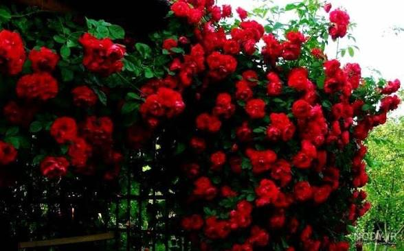خرید نهال رز خاص