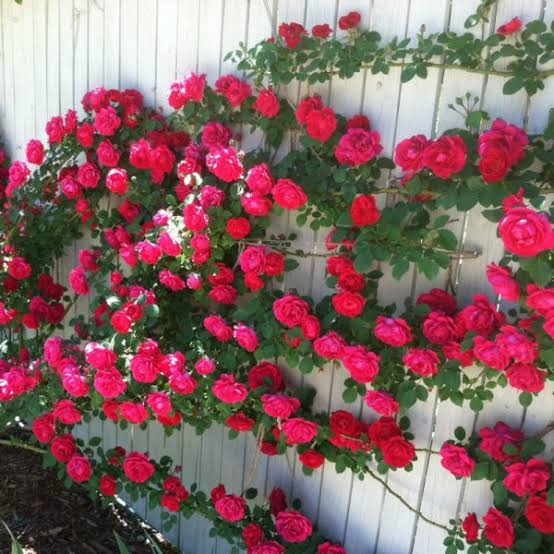 Climbing rose seedlings