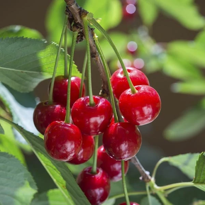 Hungarian cherry seedlings